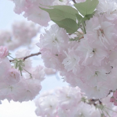 Furry插画光影灵感兽圈群